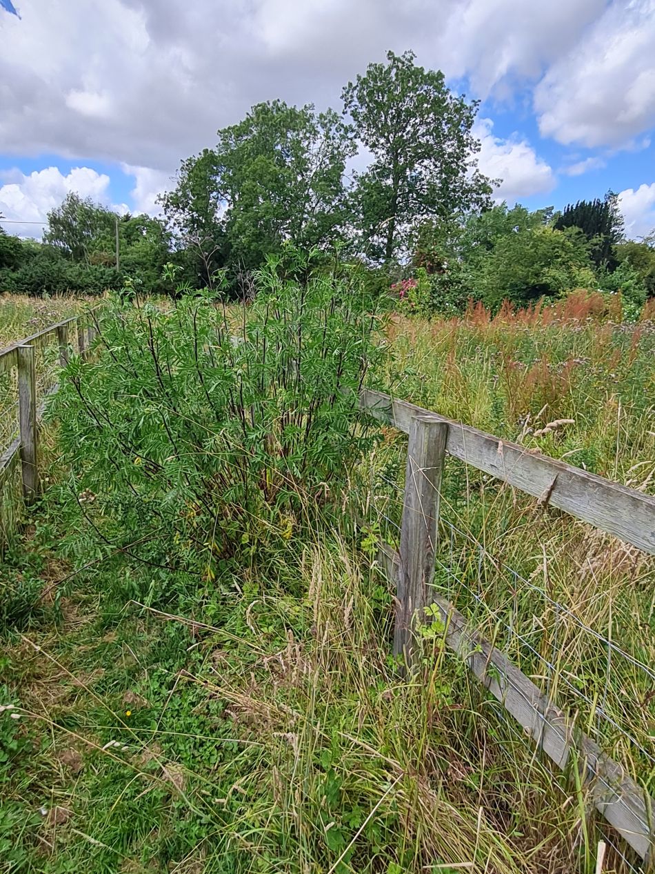 2023-07-12 13 Homersfield and Alburgh.jpg