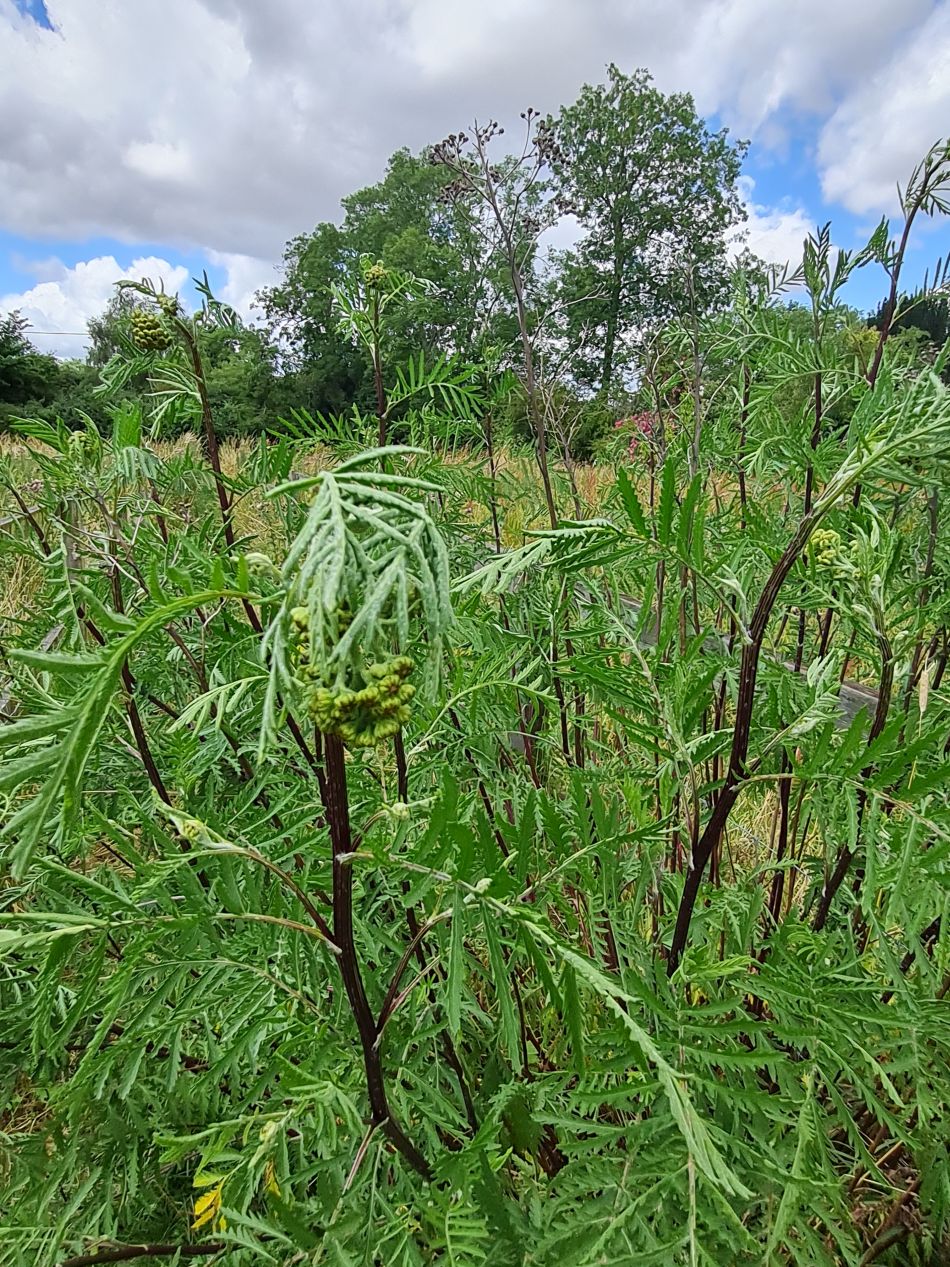 2023-07-12 14 Homersfield and Alburgh.jpg