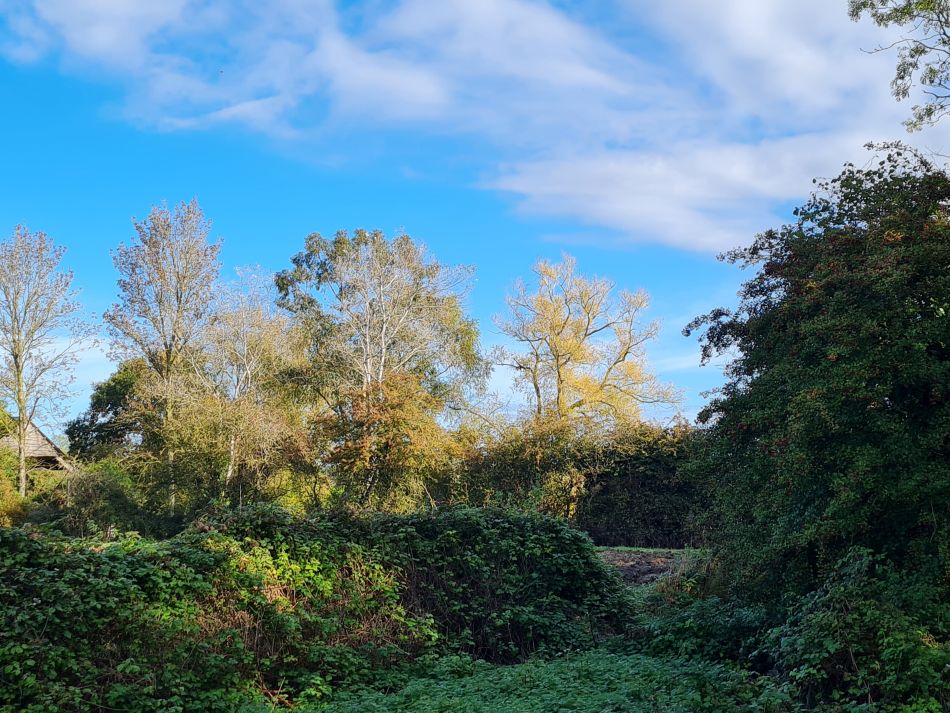 2023-10-25 05 Homersfield.jpg