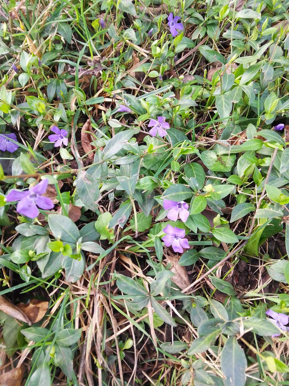 2024-02-25 20 Homersfield and Denton.jpg