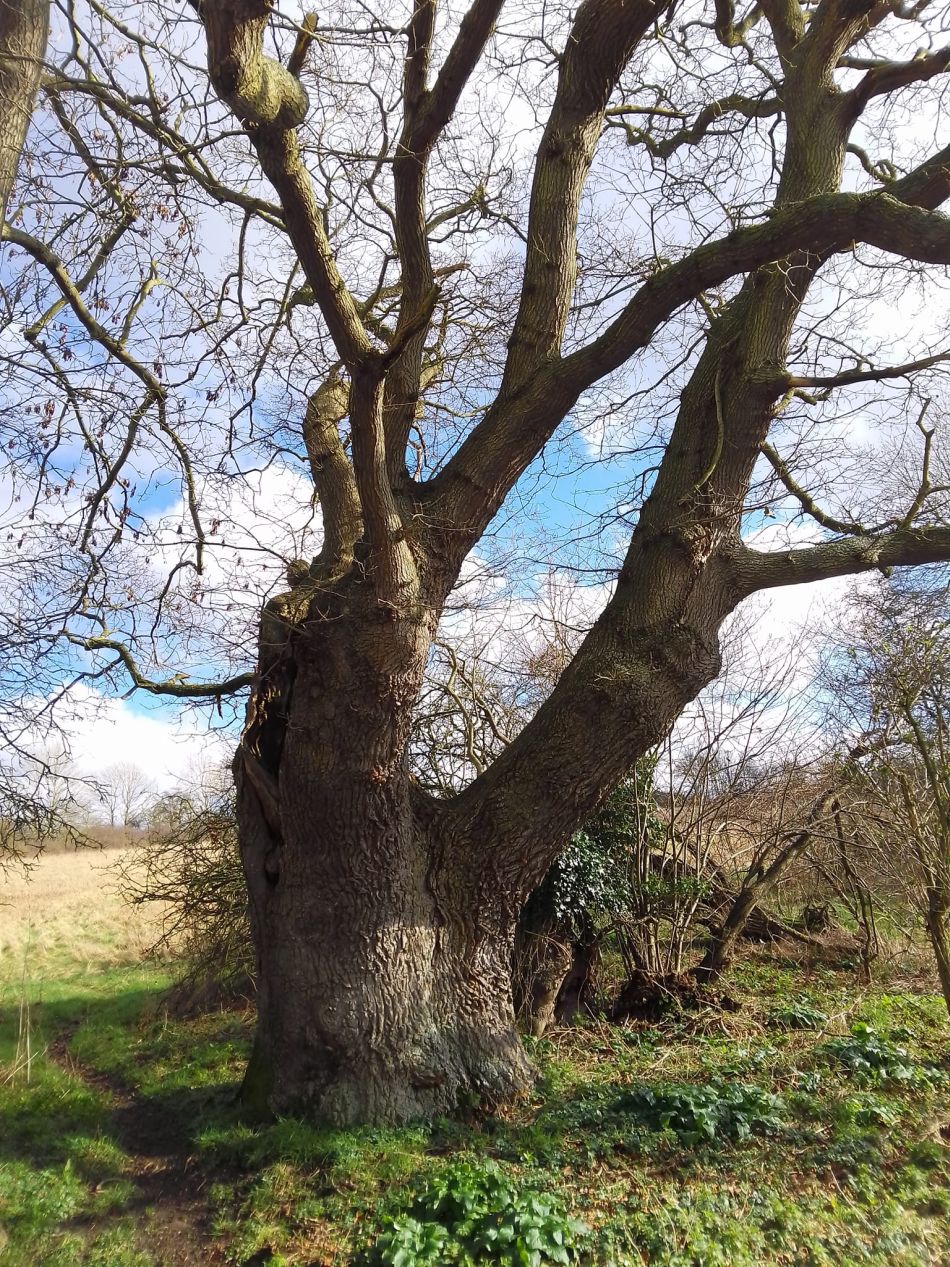 2024-02-25 27 Homersfield and Denton.jpg