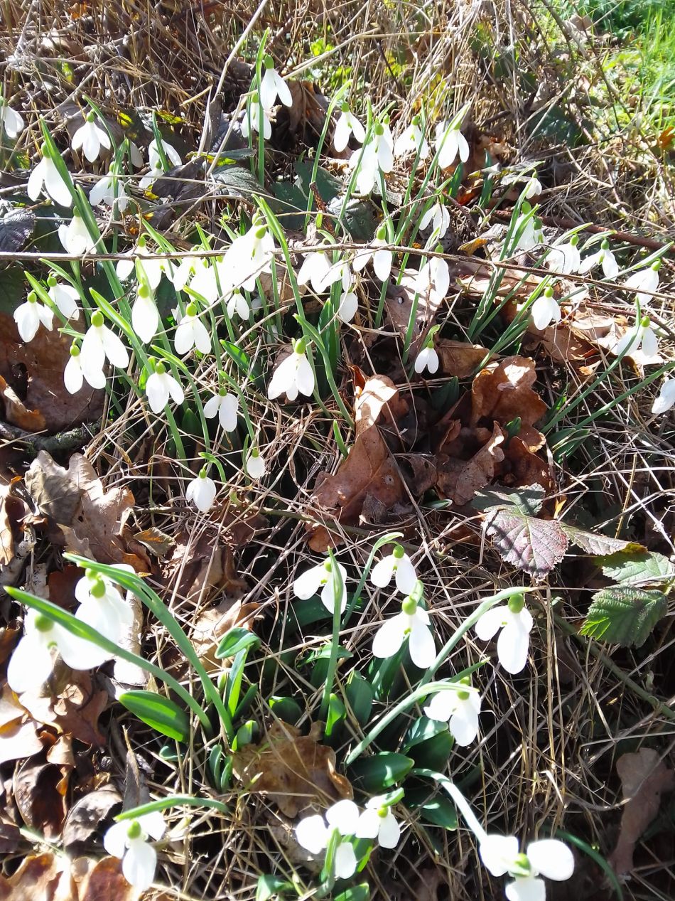 2024-02-25 33 Homersfield and Denton.jpg