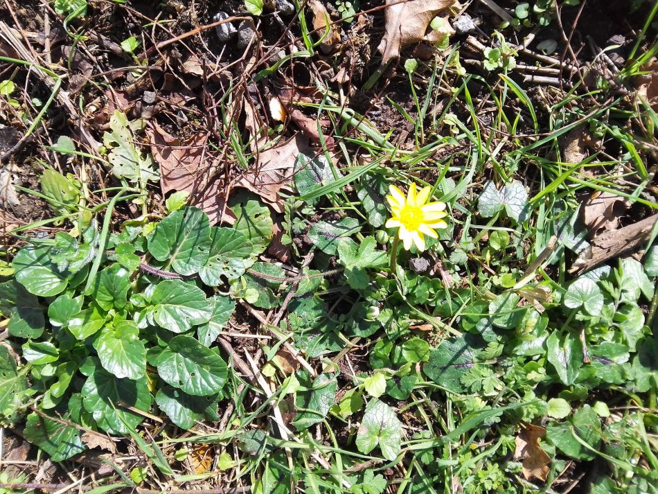 2024-02-25 34 Homersfield and Denton.jpg