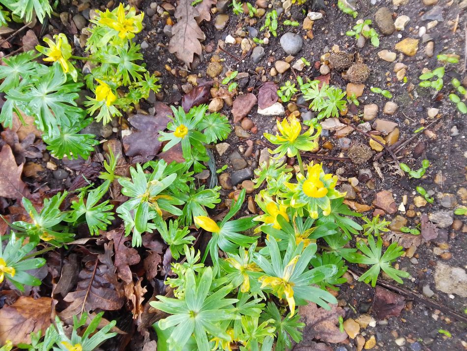 2024-02-25 36 Homersfield and Denton.jpg