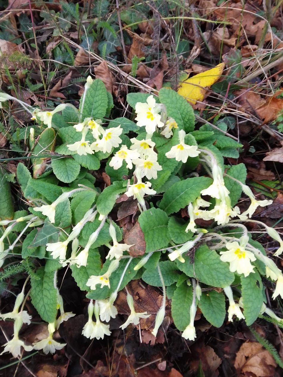 2024-02-25 46 Homersfield and Denton.jpg