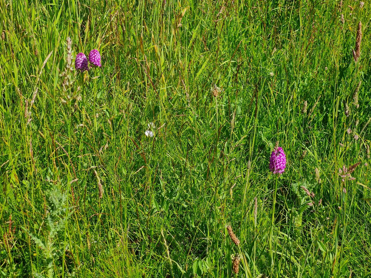 2024-06-21 03 Homersfield.jpg