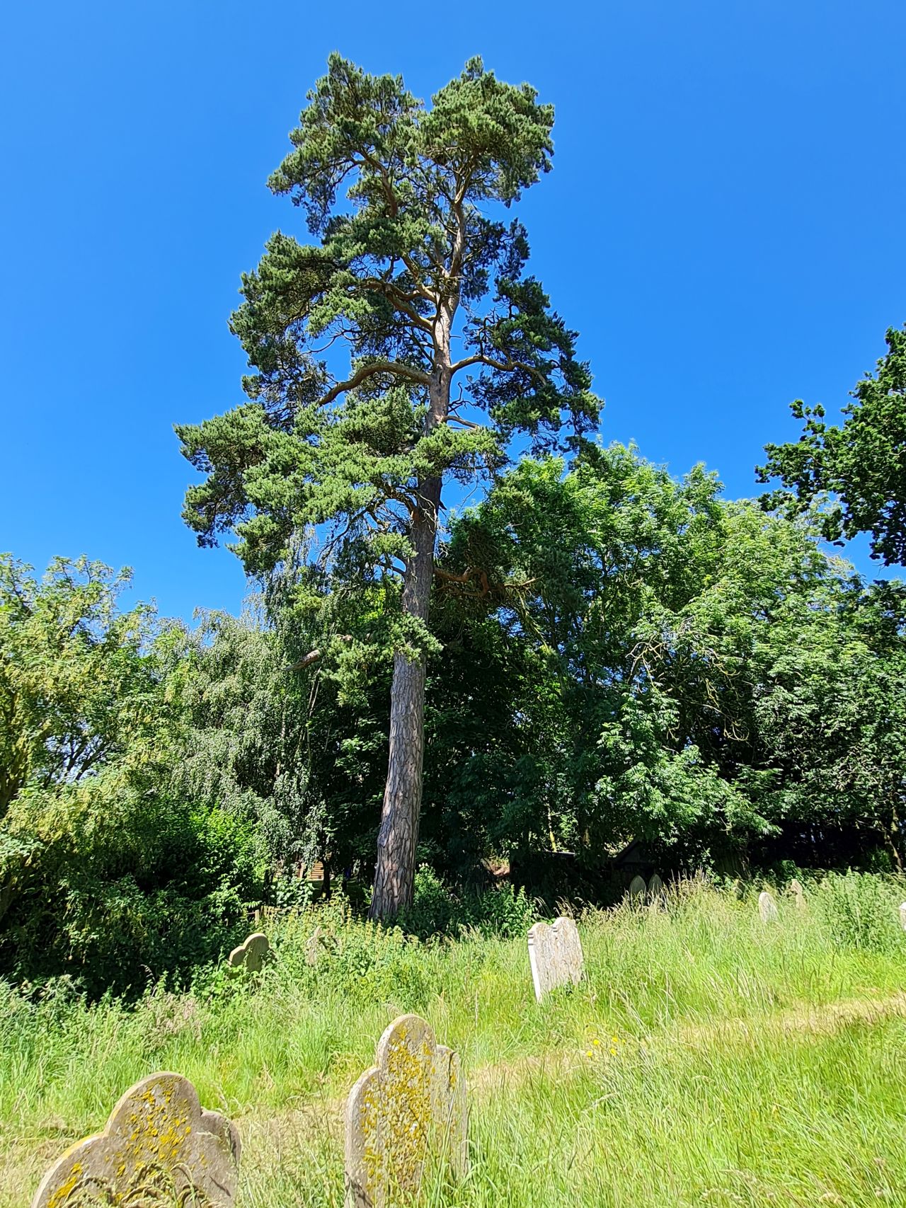 2024-06-21 12 Homersfield.jpg