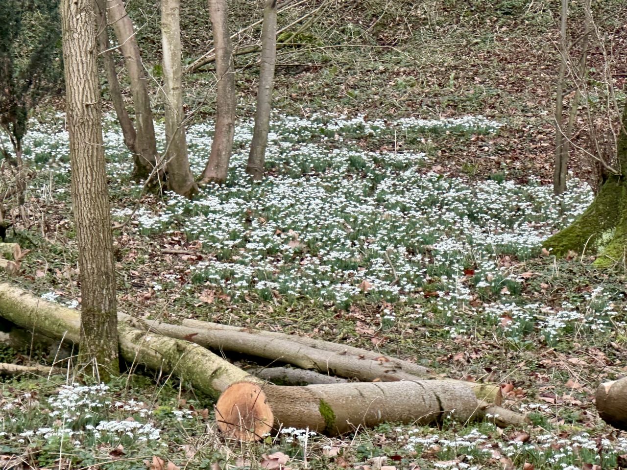 2026-02-08 07 Denton Woods.jpg