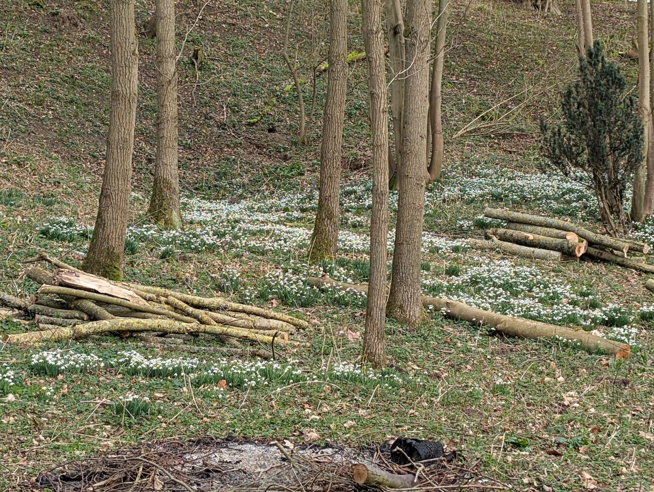 2026-02-18 04 Homersfield and Denton.jpg