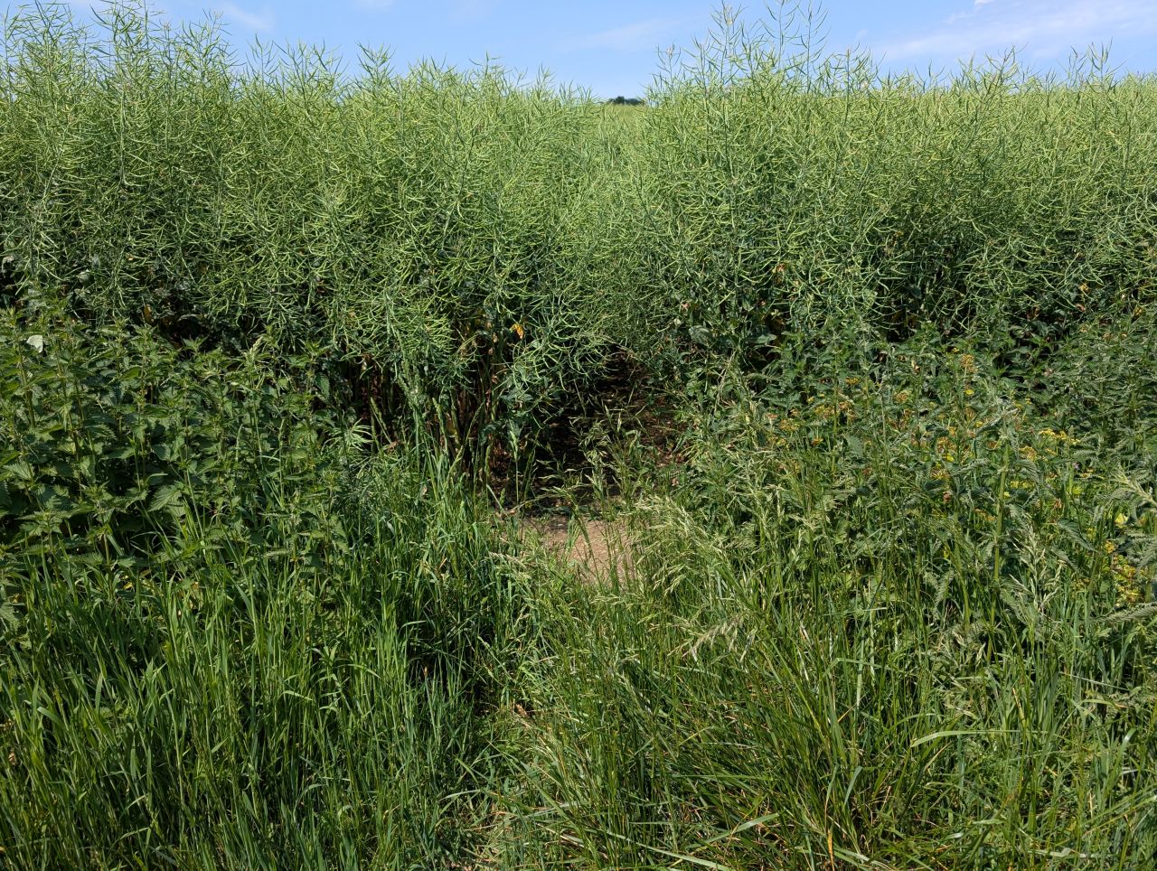 2026-05-27 01 Trapped by Oilseed Rape.jpg