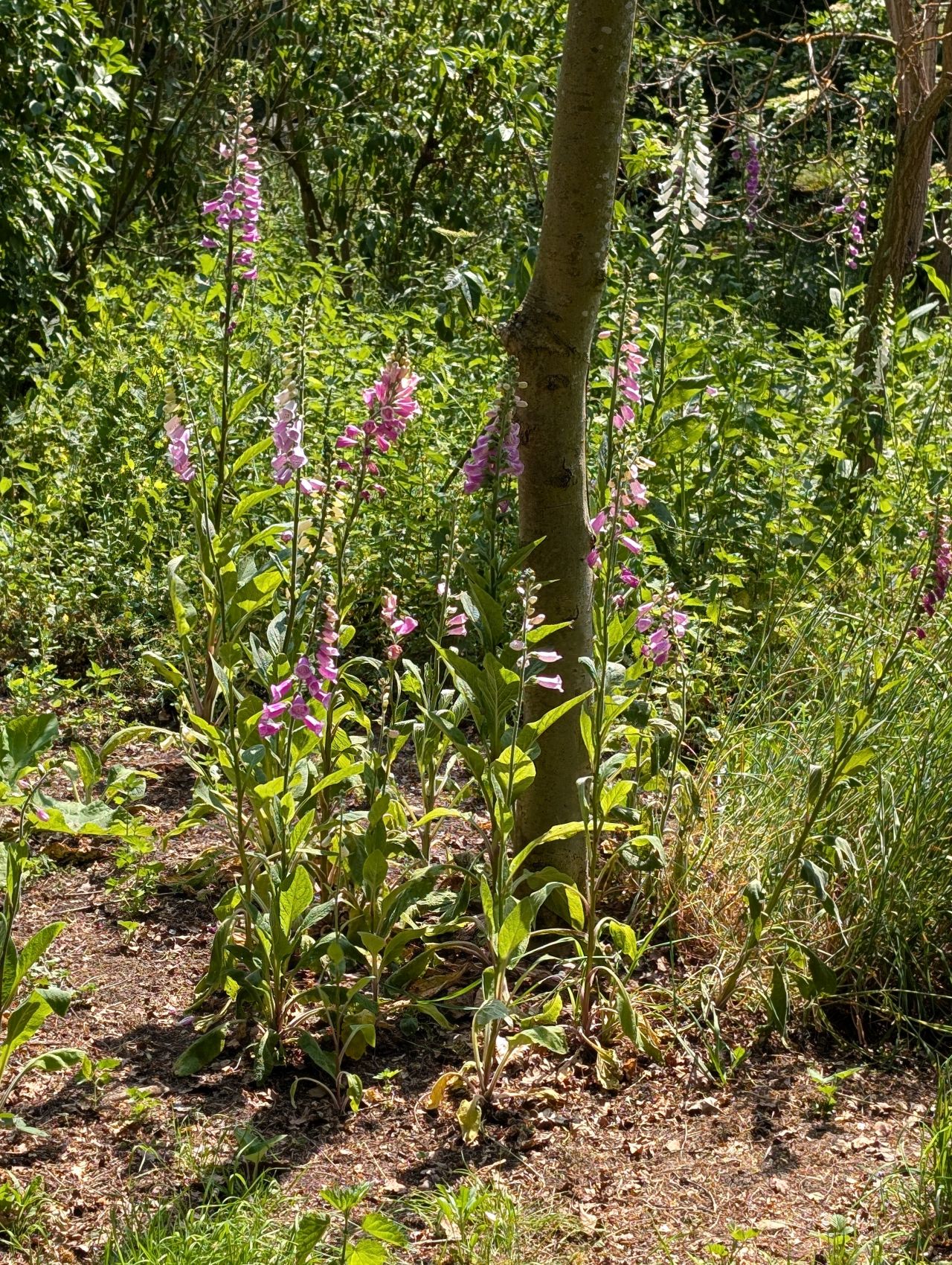 2026-05-27 05 Homersfield Community Wood.jpg