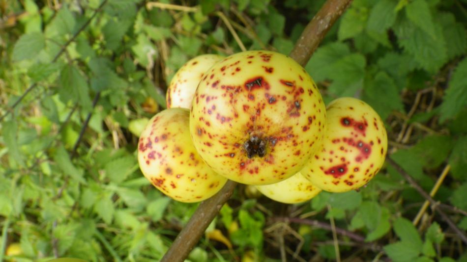 2017-09-17 03 Crab Apples.jpg