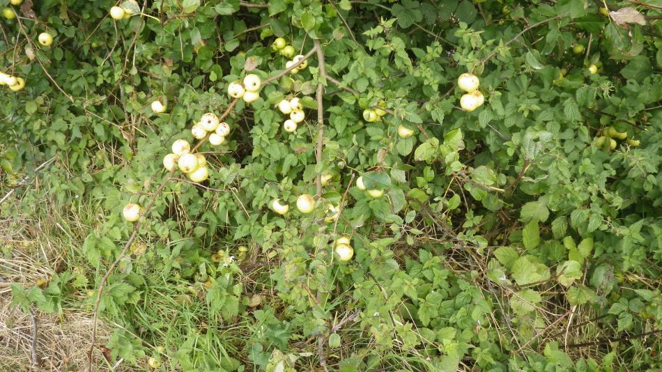 2017-09-17 04 Crab Apples.jpg