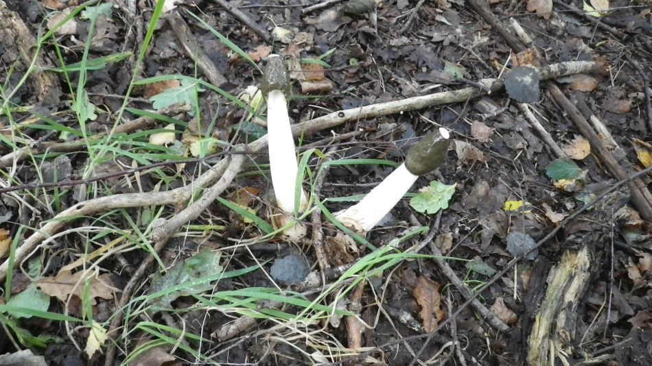 2017-09-17 07 Phallus impudicus.jpg