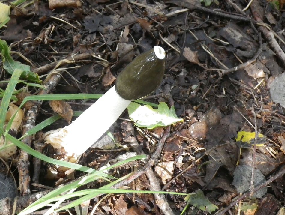 2017-09-17 08 Phallus impudicus.jpg