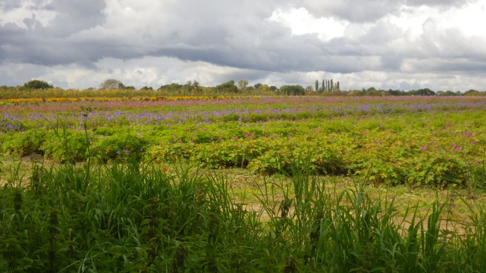 2017-09-17 13 Wortham.jpg