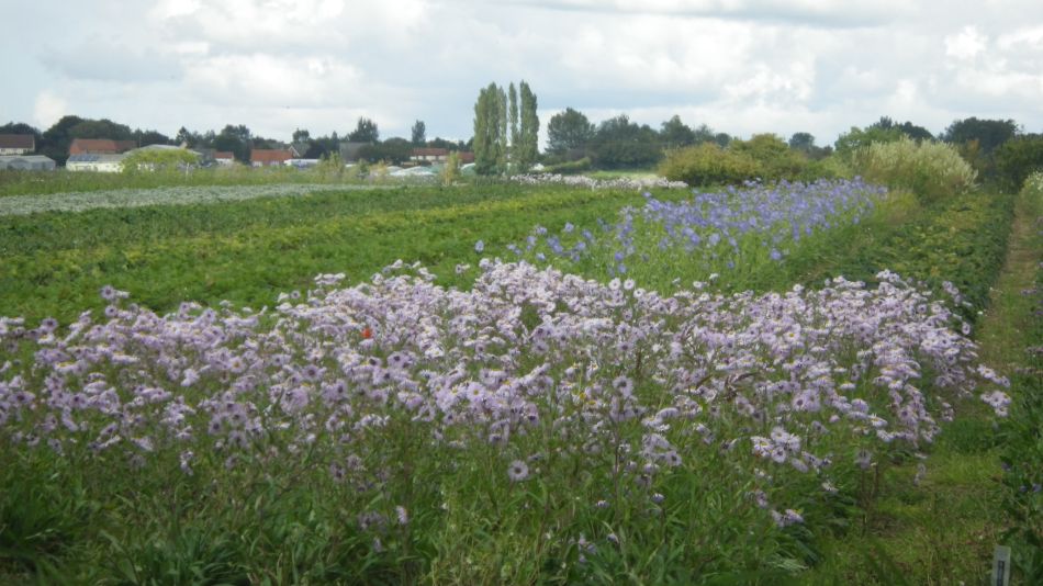 2017-09-17 15 Wortham.jpg