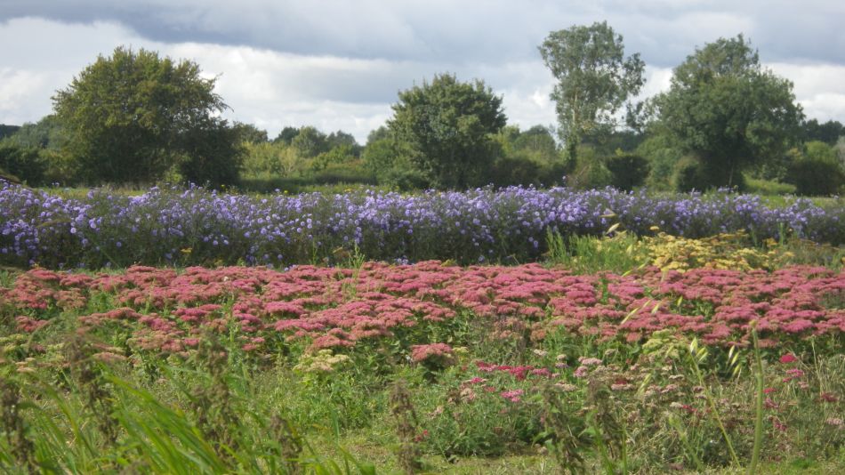 2017-09-17 16 Wortham.jpg