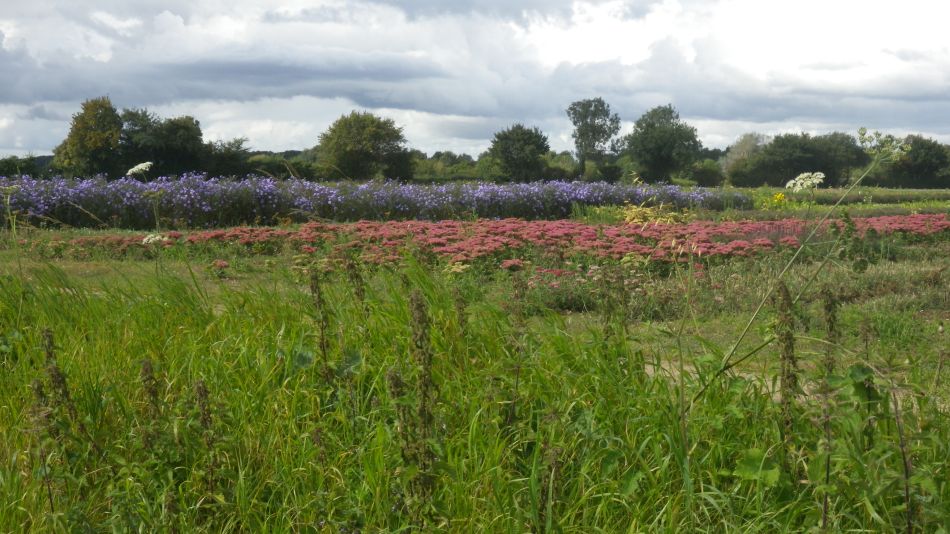 2017-09-17 17 Wortham.jpg