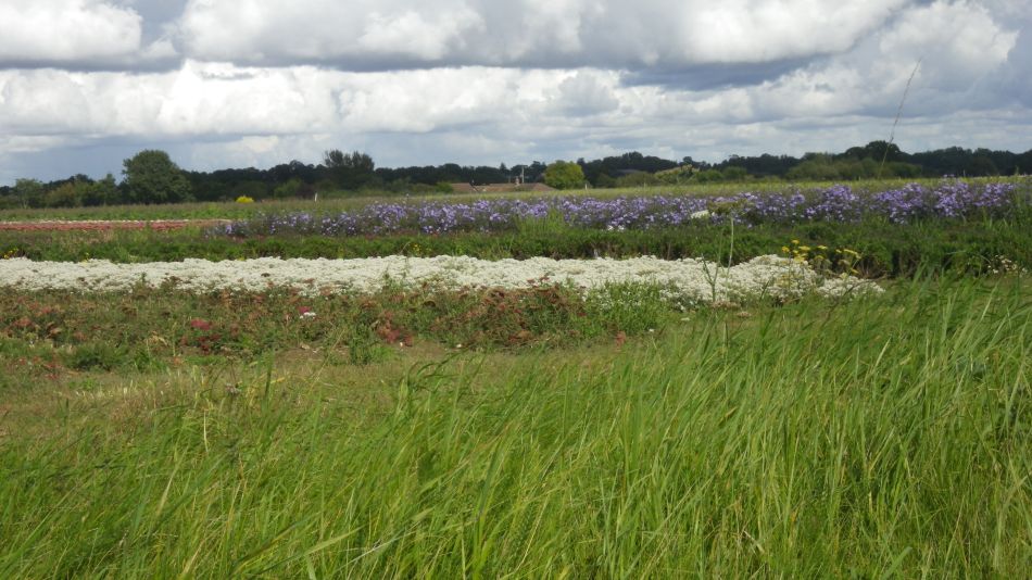 2017-09-17 18 Wortham.jpg