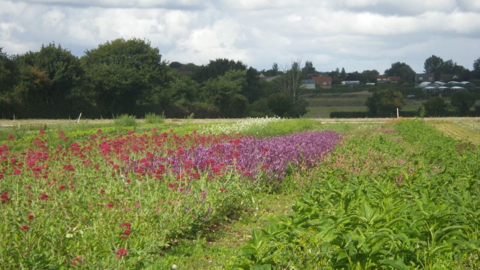 2017-09-17 19 Wortham.jpg