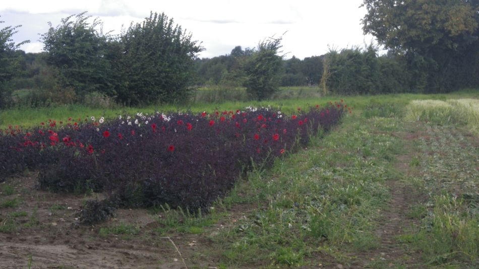 2017-09-17 20 Wortham.jpg