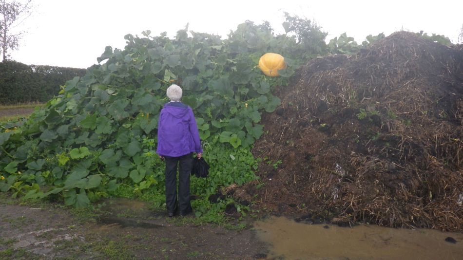 2017-09-17 29 Huge Pumpkin.jpg