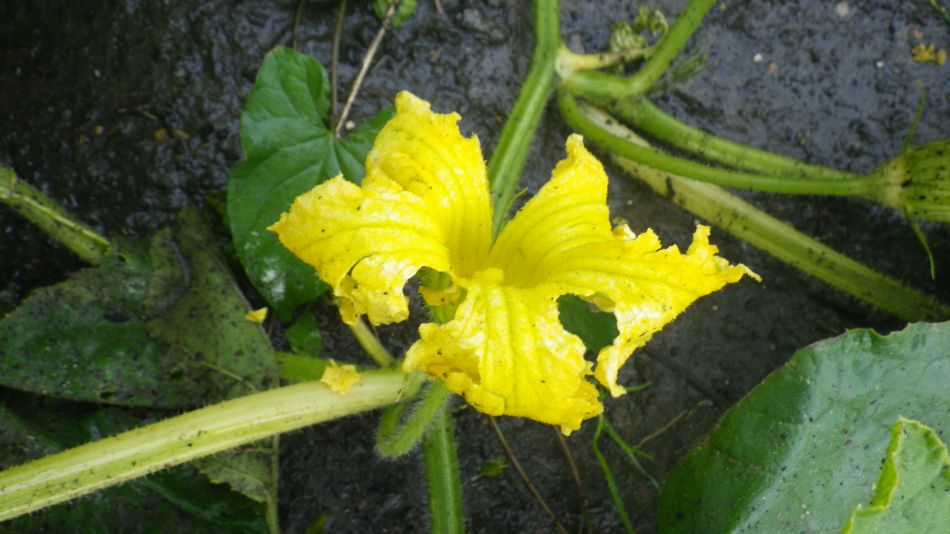 2017-09-17 30 Pumpkin Flower.jpg