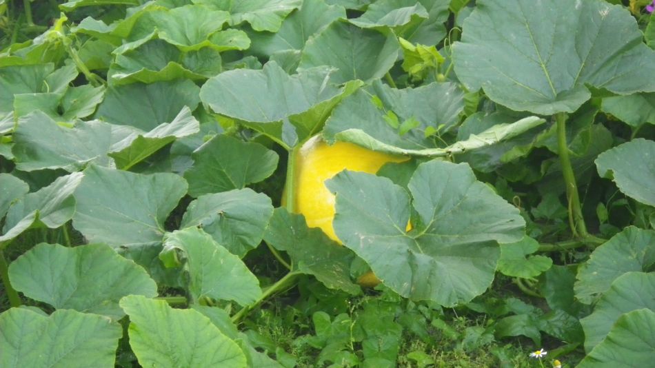 2017-09-17 31 Wortham.jpg