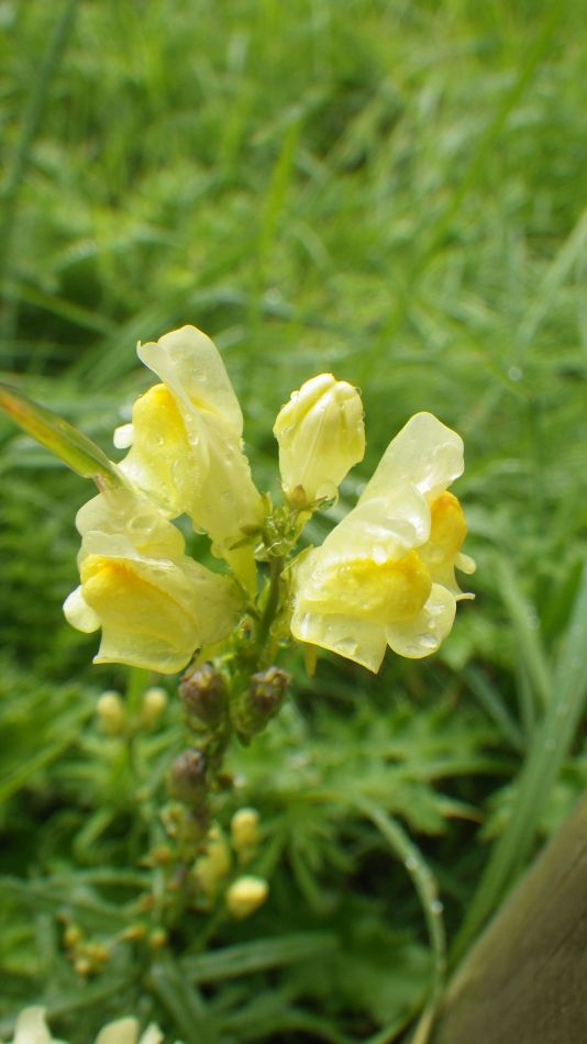 2017-09-17 42 Wild Antirrhinum.jpg