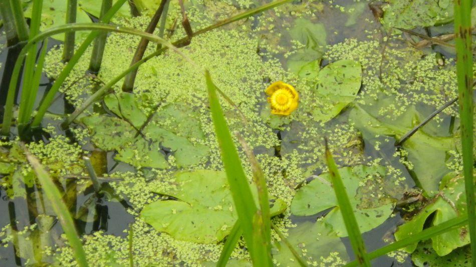 2019-07-03 04 Docwras Ditch 5.5.jpg