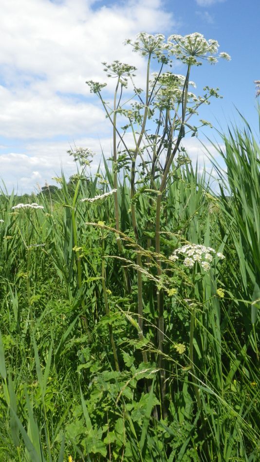 2019-07-03 05 Docwras Ditch 5.5.jpg