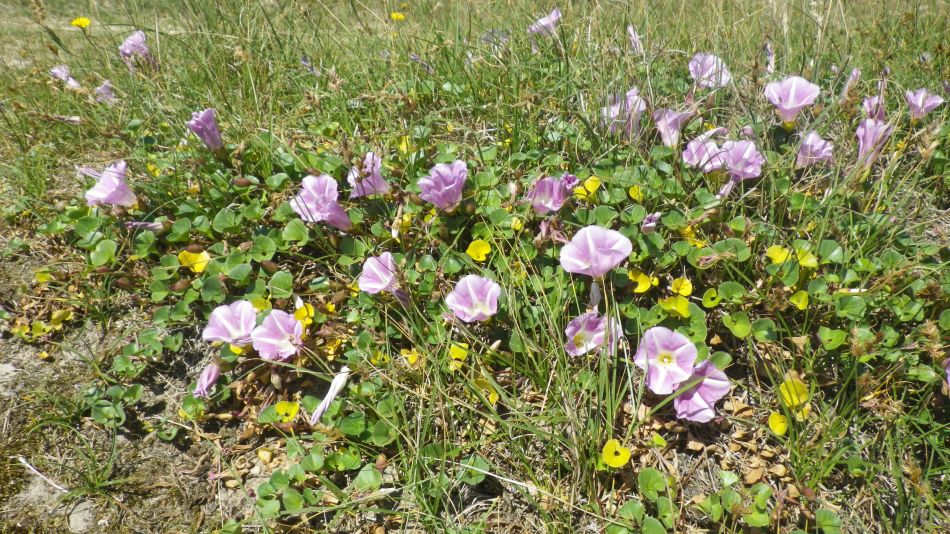 2019-07-03 09 Docwras Ditch 5.5.jpg