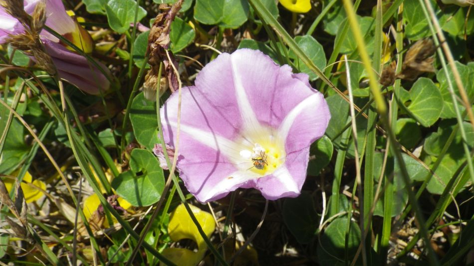 2019-07-03 10 Docwras Ditch 5.5.jpg