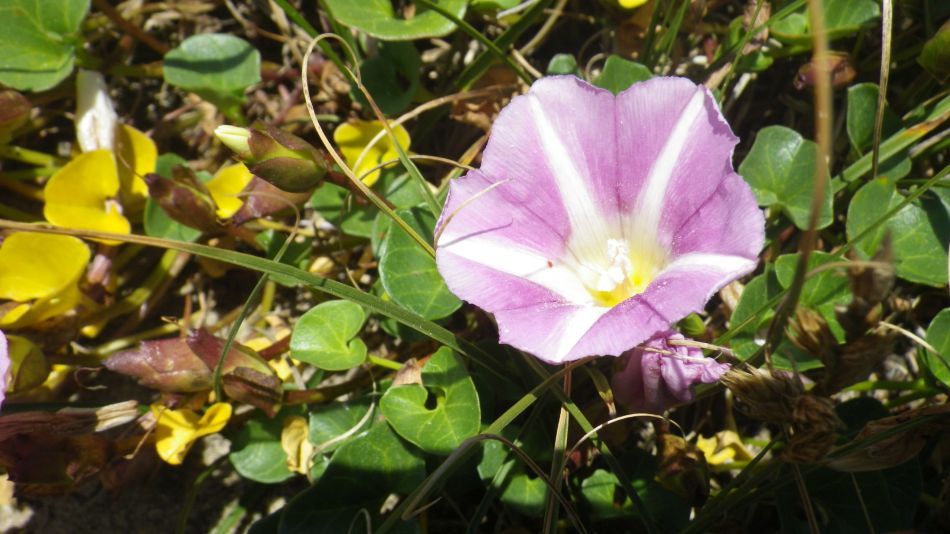 2019-07-03 11 Docwras Ditch 5.5.jpg