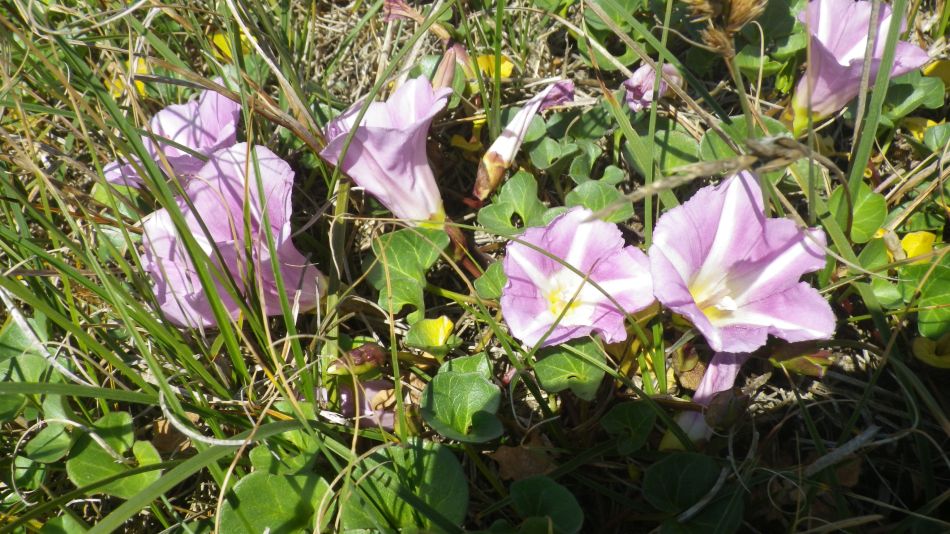 2019-07-03 12 Docwras Ditch 5.5.jpg