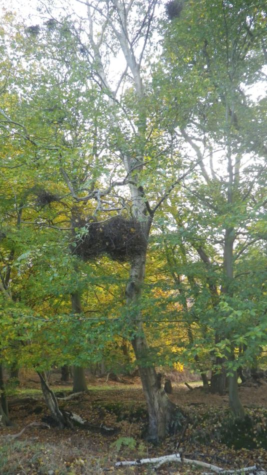 2019-11-13 05 Westleton Walks.jpg