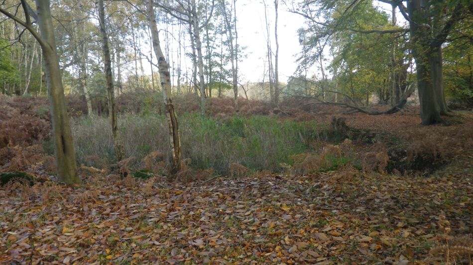 2019-11-13 06 Westleton Walks.jpg