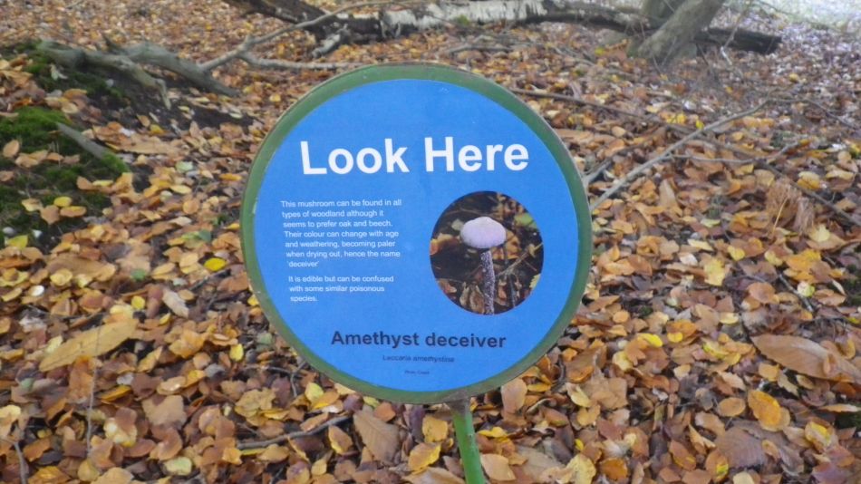 2019-11-13 07 Westleton Walks.jpg