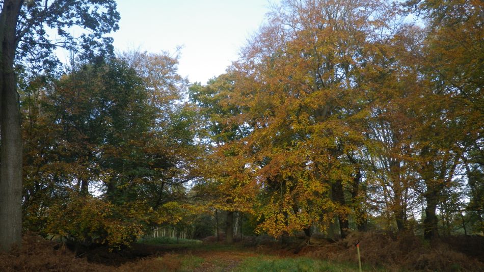 2019-11-13 08 Westleton Walks.jpg