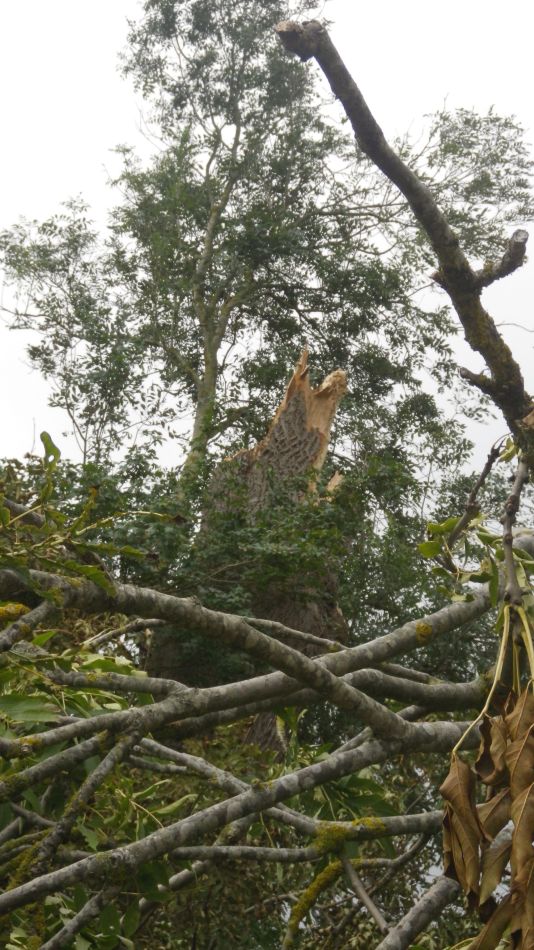 2020-09-01 25 Flatford and Cattawade.jpg