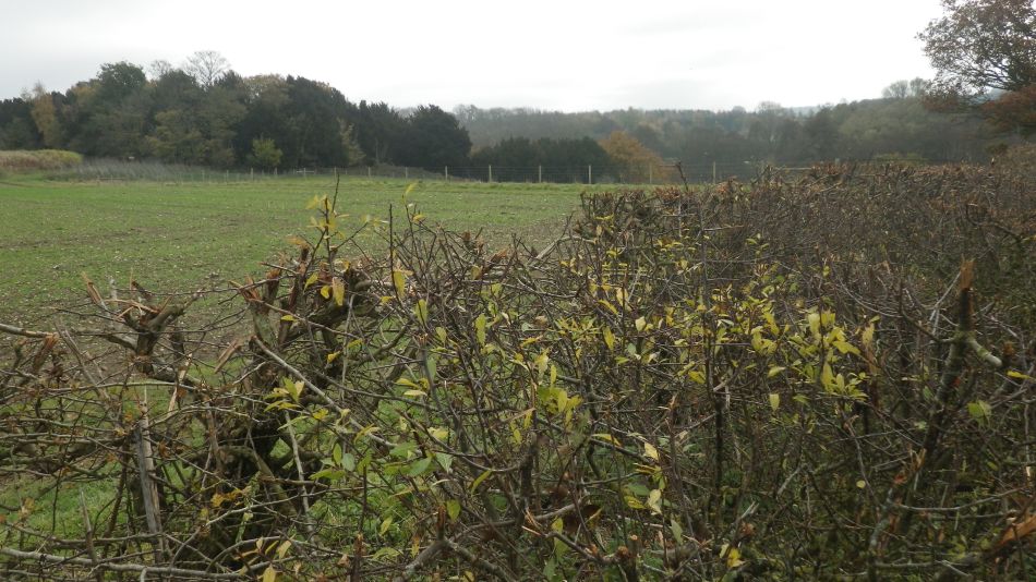 2017-11-15 10 Fritton and Boudicca Way.jpg