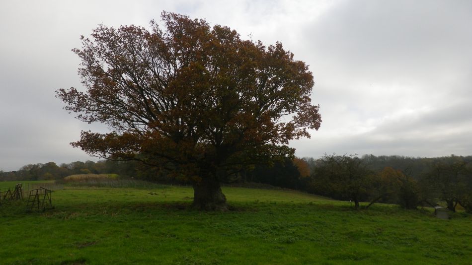 2017-11-15 11 Fritton and Boudicca Way.jpg