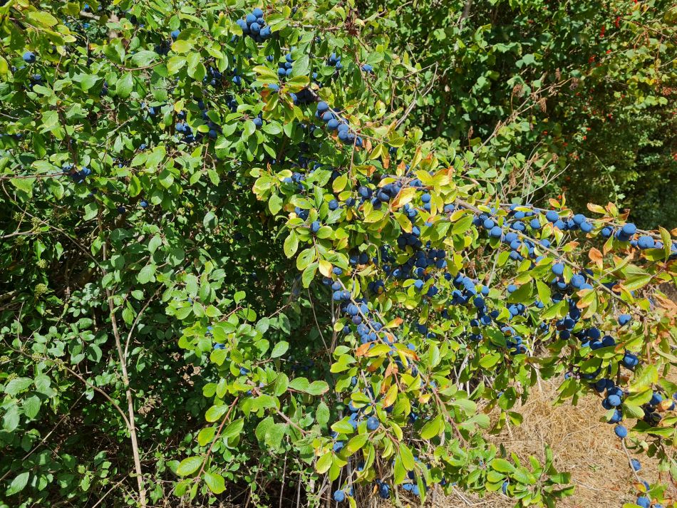 2022-09-07 21 Fritton and Morningthorpe.jpg