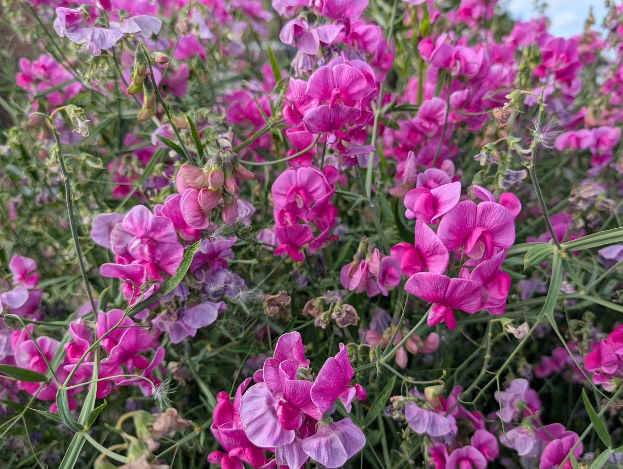 2025-08-27 10 Kirkley Anniversary Picnic.jpg