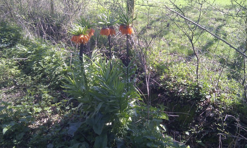 2018-04-19 06 South Elmhams.jpg