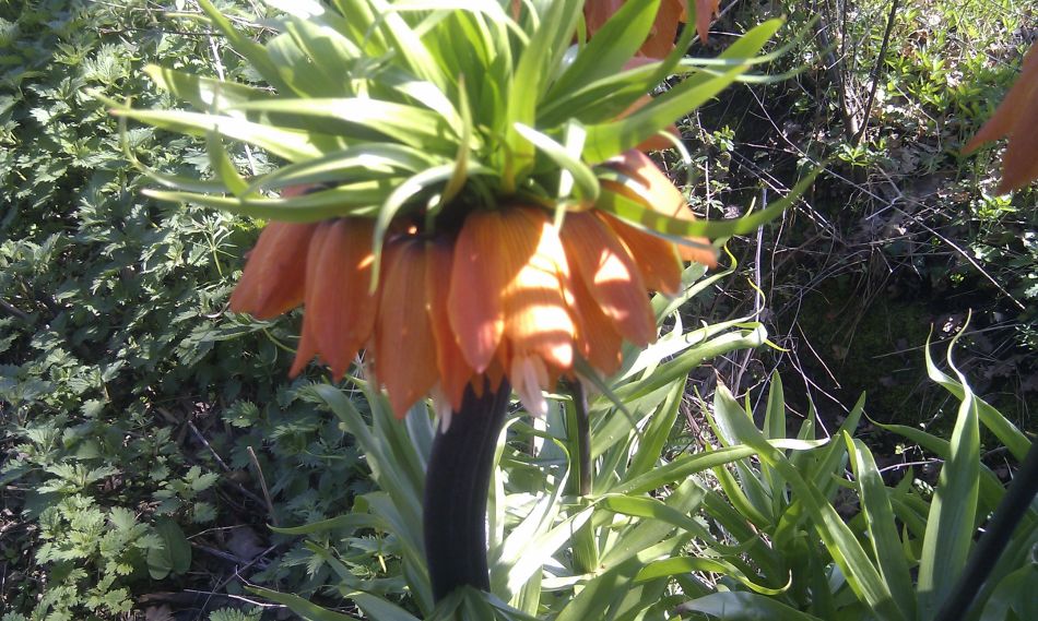 2018-04-19 07 South Elmhams.jpg