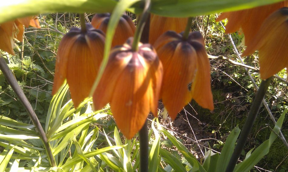 2018-04-19 08 South Elmhams.jpg