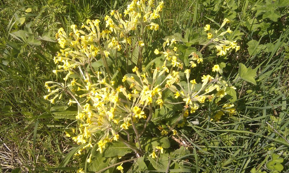 2018-04-19 09 South Elmhams.jpg