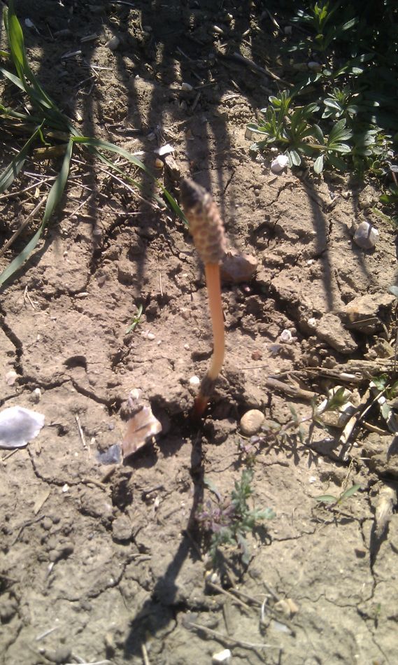 2018-04-19 10 South Elmhams.jpg